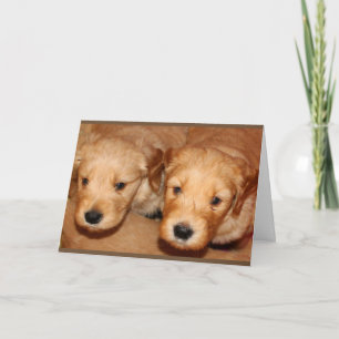 Golden Doodle Penser À Votre Carte