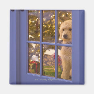 Golden Doodle pupil die een glazen deur uitkijkt m Magneet