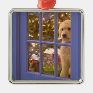 Golden Doodle pupil die een glazen deur uitkijkt m Metalen Ornament