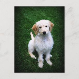 Golden Doodle Puppy Briefkaart