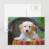 Golden Doodle Puppy Briefkaart (Voorkant / Achterkant)