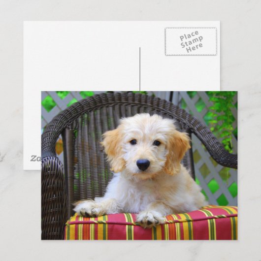 Golden Doodle Puppy Briefkaart (Voorkant / Achterkant)