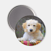Golden Doodle Puppy Magnet Magneet (Voorkant / Achterkant)