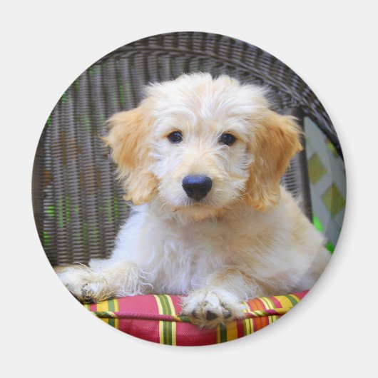 Golden Doodle Puppy Magnet Magneet (Voorkant)