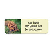Golden Doodle Retour Adreslabels Etiket (Voorkant)