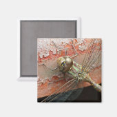 Golden Dragonfly Magnet Magneet (Voorkant / Achterkant)