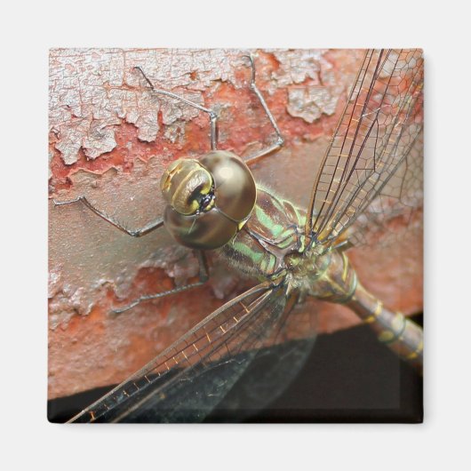 Golden Dragonfly Magnet Magneet (Voorkant)