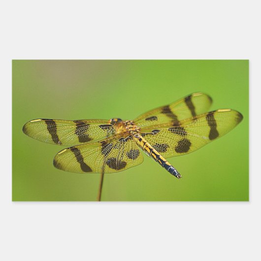 Golden Dragonfly Sticker (Voorkant)