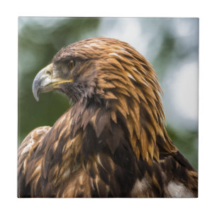 Golden Eagle (aquila chrysaetos) - Utah Tegeltje