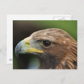 Golden Eagle Briefkaart (Voorkant / Achterkant)