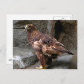 Golden Eagle Briefkaart (Voorkant / Achterkant)