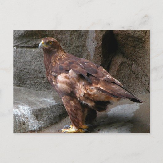 Golden Eagle Briefkaart (Voorkant)