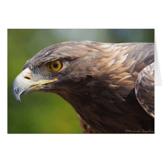 Golden Eagle closeup (Voorkant Horizontaal)