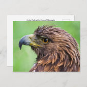 Golden Eagle Closeup Briefkaart (Voorkant / Achterkant)