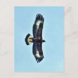 Golden Eagle in Flight Briefkaart