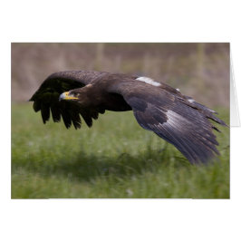 Golden Eagle in Flight Card