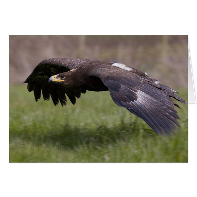Golden Eagle in Flight Card (Voorkant Horizontaal)