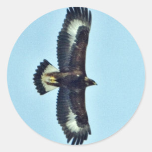 Golden Eagle in Flight Ronde Sticker