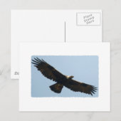 Golden Eagle in vlucht Briefkaart (Voorkant / Achterkant)