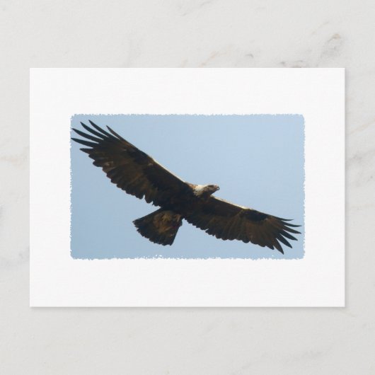 Golden Eagle in vlucht Briefkaart (Voorkant)