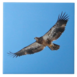 Golden Eagle Large 6 x 6 inch Tegeltje