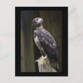 Golden Eagle Photo Briefkaart (Voorkant)