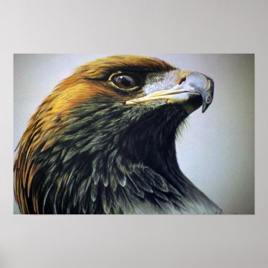 Golden Eagle Poster (Voorkant)