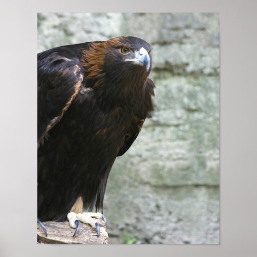 Golden eagle poster (Voorkant)