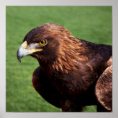 Golden Eagle Poster (Voorkant)