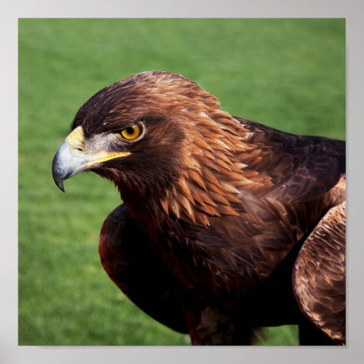 Golden Eagle Poster (Voorkant)