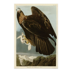 Golden Eagle uit de Amerikaanse vogelstand van Aud Foto Afdruk