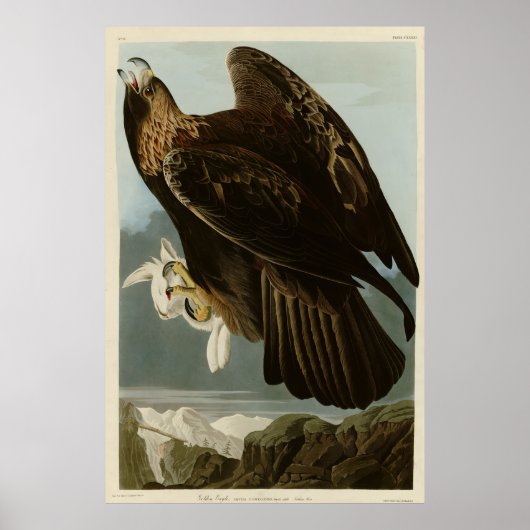 Golden Eagle uit de Amerikaanse vogelstand van Aud Poster (Voorkant)