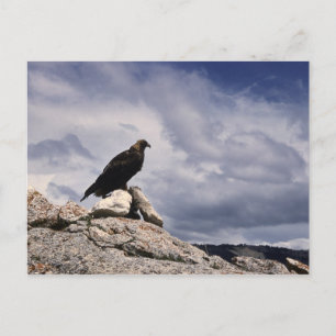 Golden Eagle Wildlife Series # 14 Briefkaart