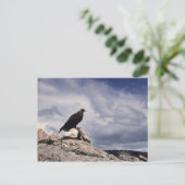 Golden Eagle Wildlife Series # 14 Carte postale (Debout devant)