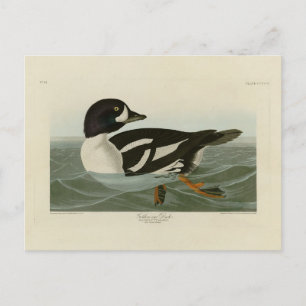 Golden-eye Duck van Audubon's Birds of America Briefkaart