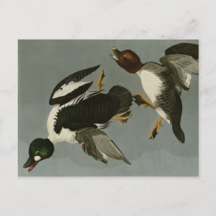 Golden-Eye Duck - van Audubon's Birds of America Briefkaart