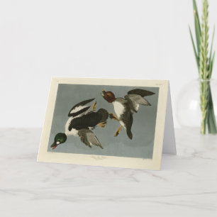 Golden-Eye Duck - van Audubon's Birds of America Kaart