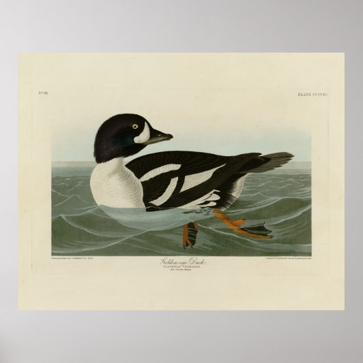 Golden-eye Duck van Audubon's Birds of America Poster (Voorkant)