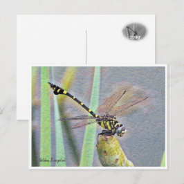 Golden Flangetail Briefkaart