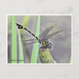 Golden Flangetail Briefkaart