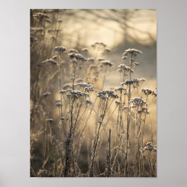 Golden Frosty Morning Vlaams platteland Poster