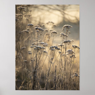 Golden Frosty Morning Vlaams platteland Poster