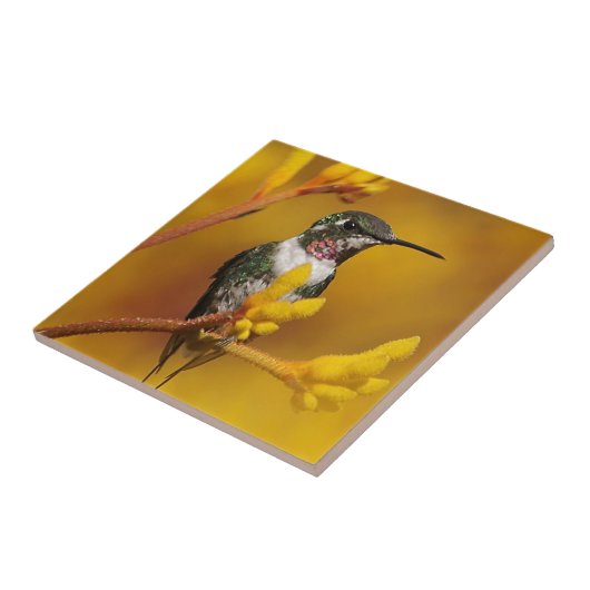 Golden Glow Tegeltje (Zijkant)