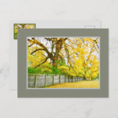 GOLDEN GLOW/TREES EN LEZEN BRIEFKAART (Voorkant / Achterkant)