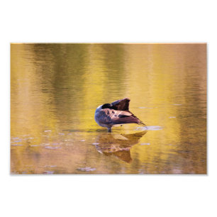 Golden Goose Foto Afdruk