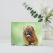 Golden Head Youngster Briefkaart (Staand voorkant)