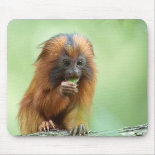 Golden Head Youngster Muismat