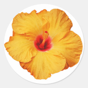 Golden hibiscus ronde sticker