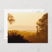 Golden Hour Giraffe Briefkaart (Voorkant / Achterkant)