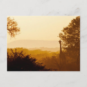 Golden Hour Giraffe Briefkaart